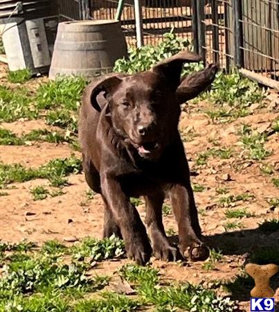 rufflabs Picture 3